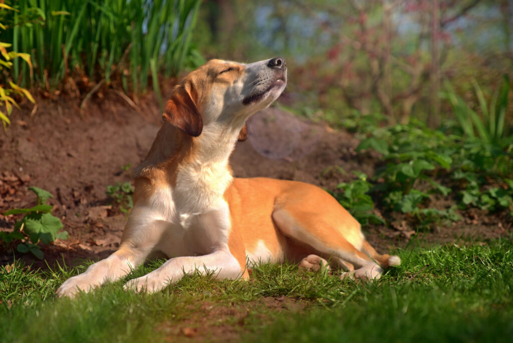 a dog enjoying the spring weather
