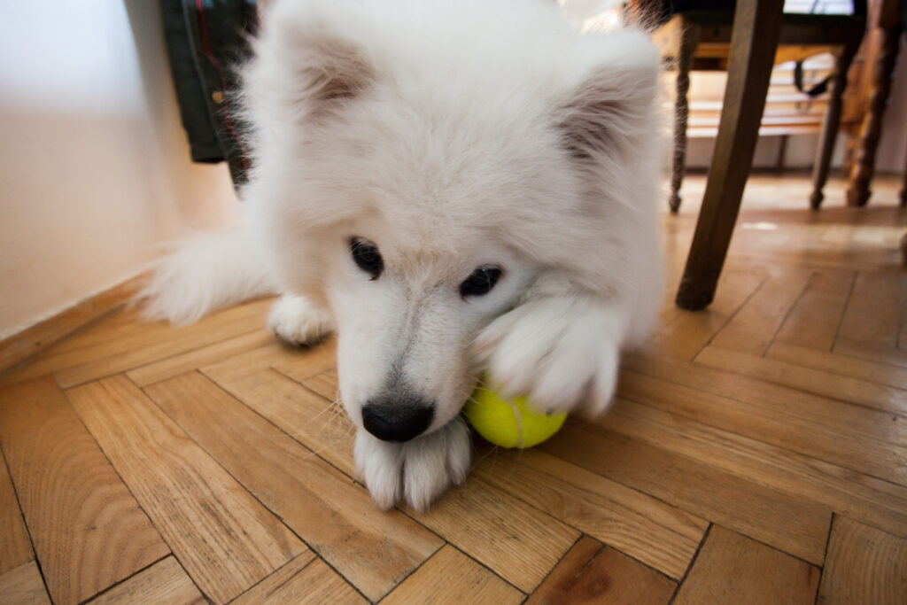 a dog playing with a ball indoors
