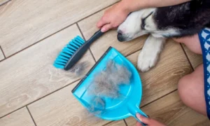A Siberian Husky lies on its owner's lap while the woman cleans fur off the floor
