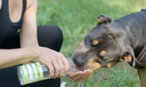 A woman giving water to her dog while sitting on the grass