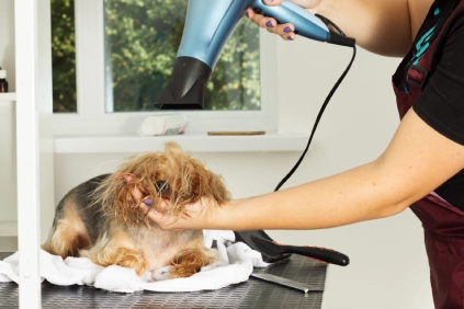 A dog is having its fur dried with a blower after finishing a bath