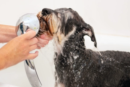 A pet groomer giving a Schnauzer a bath against a white background.