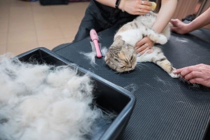 A cat lying on a table and playing while a pet groomer trims its coat.
