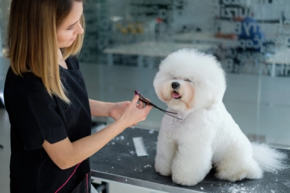 A Bichon Frise having its haircut trimmed by a groomer while it sits on a table.