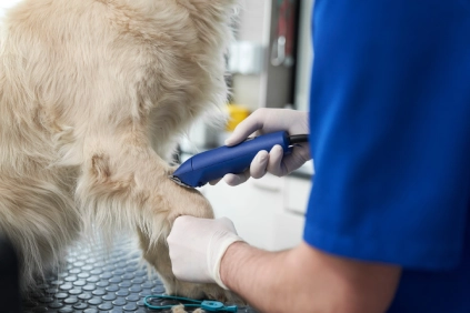 A close up of a dog having it's fur trimmed close to the paws by a person wearing white gloves and a blue shirt