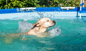 A Labrador playing and swimming in a pool to beat the heat