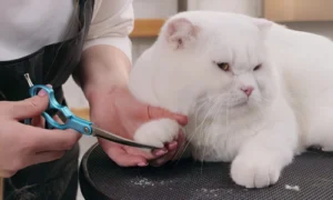 A professional pet groomer trimming the nails of a white Scottish Fold cat.