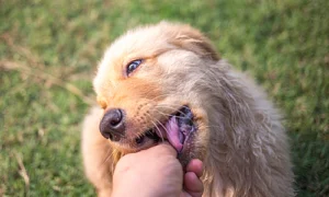 A Golden Retriever puppy with its head tilted while licking the hand of its owner
